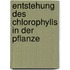 Entstehung Des Chlorophylls in Der Pflanze