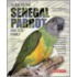 Guide to the Senegal Parrot and Its Family