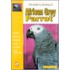 The Guide To Owning An African Grey Parrot