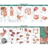 Anatomy & Disorders of the Digestive System door Anatomical Chart Company