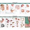 Anatomy & Disorders of the Digestive System by Anatomical Chart Company