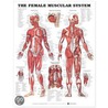 The Female Muscular System Anatomical Chart door Anatomical Chart Company