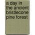 A Day In The Ancient Bristlecone Pine Forest