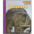 Beavers And Other Animals With Amazing Teeth