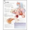 Copd (Chronic Obstructive Pulmonary Disease) door Scientific Publishing Ltd.