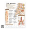 Understanding Low Back Pain Anatomical Chart door Anatomical Chart Company