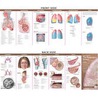 Anatomy & Disorders of the Respiratory System door Anatomical Chart Company