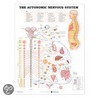 The Autonomic Nervous System Anatomical Chart door Onbekend