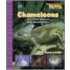 Chameleons And Other Animals With Amazing Skin