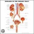 Diseases Of The Urinary Tract Anatomical Chart