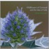 Wildflowers Of Cornwall And The Isles Of Scilly