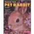 Training Your Pet Rabbit Training Your Pet Rabbit