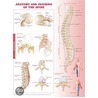 Anatomy And Injuries Of The Spine Anatomical Chart by Anatomical Chart Company