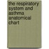 The Respiratory System And Asthma Anatomical Chart