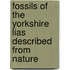 Fossils Of The Yorkshire Lias Described From Nature