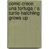 Como crece una tortuga / A Turtle Hatchling Grows Up