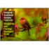 Songbirds and Familiar Backyard Birds/Eastern Region