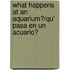 What Happens at an Aquarium?/Qu' Pasa En Un Acuario?