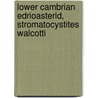 Lower Cambrian Edrioasterid, Stromatocystites Walcotti by Charles Schuchert