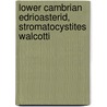 Lower Cambrian Edrioasterid, Stromatocystites Walcotti door Charles Schuchert