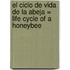 El Ciclo de Vida de la Abeja = Life Cycle of a Honeybee