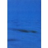 Ultramarine / Doride by M. Biava