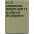 Coral Siderastrea Radians and Its Postlarval Development