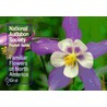 National Audubon Society Pocket Guide to Familiar Flowers by William A. Niering