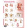 Anatomy And Injuries Of The Head And Neck Anatomical Chart by Anatomical Chart Company
