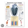 Maintaining a Healthy Weight/Manteniendo Un Peso Saludable door Anatomical Chart Company