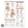 Anatomy And Injuries Of The Hand And Wrist Anatomical Chart by Anatomical Chart Company