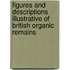 Figures And Descriptions Illustrative Of British Organic Remains