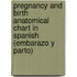Pregnancy And Birth Anatomical Chart In Spanish (Embarazo Y Parto)