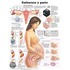 Pregnancy and Birth Anatomical Chart in Spanish (Embarazo y Parto)