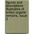 Figures And Descriptions Illustrative Of British Organic Remains, Issue 3