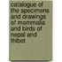 Catalogue Of The Specimens And Drawings Of Mammalia And Birds Of Nepal And Thibet
