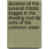 Duration Of The Several Mitotic Stages In The Dividing Root-Tip Cells Of The Common Onion