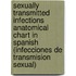 Sexually Transmitted Infections Anatomical Chart in Spanish (Infecciones de Transmision Sexual)