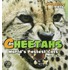 Cheetahs