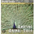 Amazing Animal Tails