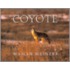 Coyote