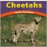 Cheetahs