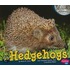 Hedgehogs