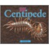 Centidpede