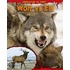 Wolf Vs Elk