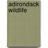 Adirondack Wildlife