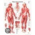 Male Muscular System