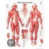 Male Muscular System door Scientific Publishing Ltd.