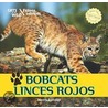 Bobcats / Linces Rojos by Henry Randall
