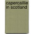 Capercaillie In Scotland